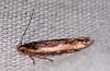 Cosmardia moritzella